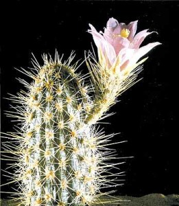 The Fragile Beauty of Harvard’s Glass Flowers