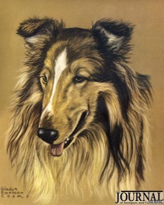 A Collie drawing by Gladys Emerson Cook