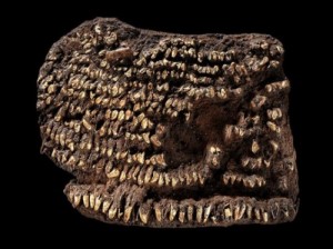 Dog teeth studded