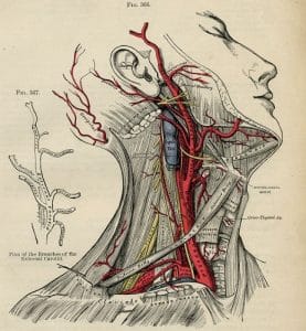 Medical Art: A Spectacle on Display