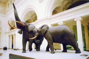 Carl Akeley, considered the father of modern taxidermy, was also a talented sculptor, naturalist, and an inventor. He worked on these elephants at the Field Museum but also has a history of working with another famous elephant. While an apprentice at Ward’s Natural Science Establishment, he preserved P. T. Barnum’s beloved elephant Jumbo after a train accident. The project took five months. Fighting African Elephants, photo: Field Museum