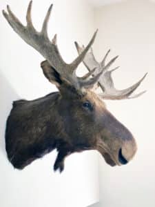 Title image: Taxidermists use the term “specimen” for an animal and “mounts” for all of their works. A “shoulder mount” or a “trophy mount” is the term for a mounted head from the shoulders up, such as this moose example. Taxidermists tend to only use “stuffed” to refer to the old 19th century method of literally stuffing preserved animal skins with fabric or straw. This did not produce realistic-looking results.