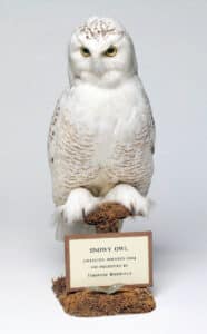 Snowy Owl