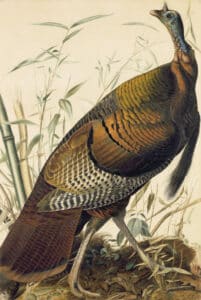 John James Audubon (1785–1851), “Wild Turkey” (Meleagris gallopavo), Study for Havell pl. 1, ca. 1825. Purchased for the New-York Historical Society by public subscription from Mrs. John J. Audubon, 1863.17.1