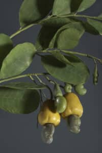 Glass model of Anacardium occidentale (Cashew), Model no. 424, Leopold and Rudolf Blaschka, 1894