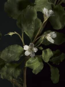 Glass model of Shortia galacifolia (Oconee bells), Model no. 700, Rudolf Blaschka, 1903