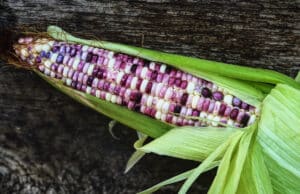 Cherokee White Eagle Corn