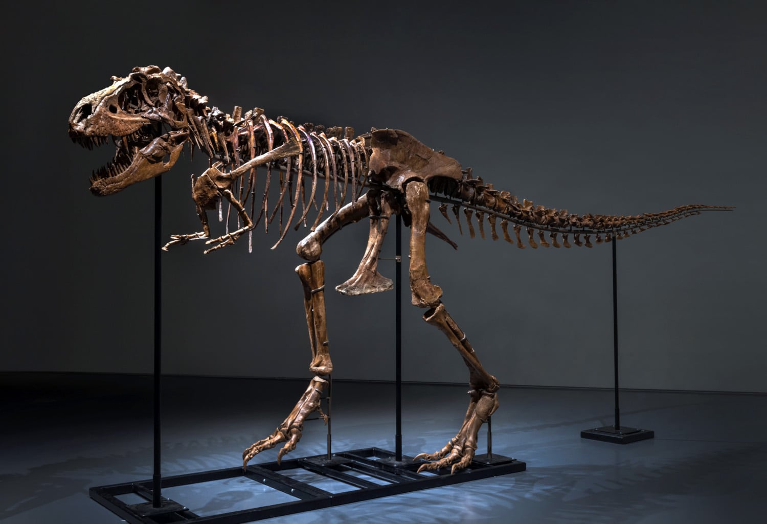 Gorgosaurus skeleton, $6.1 million, Sotheby’s