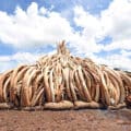 elephant ivory banned waiting for destruction antiques