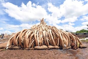 Crushing our love of ivory