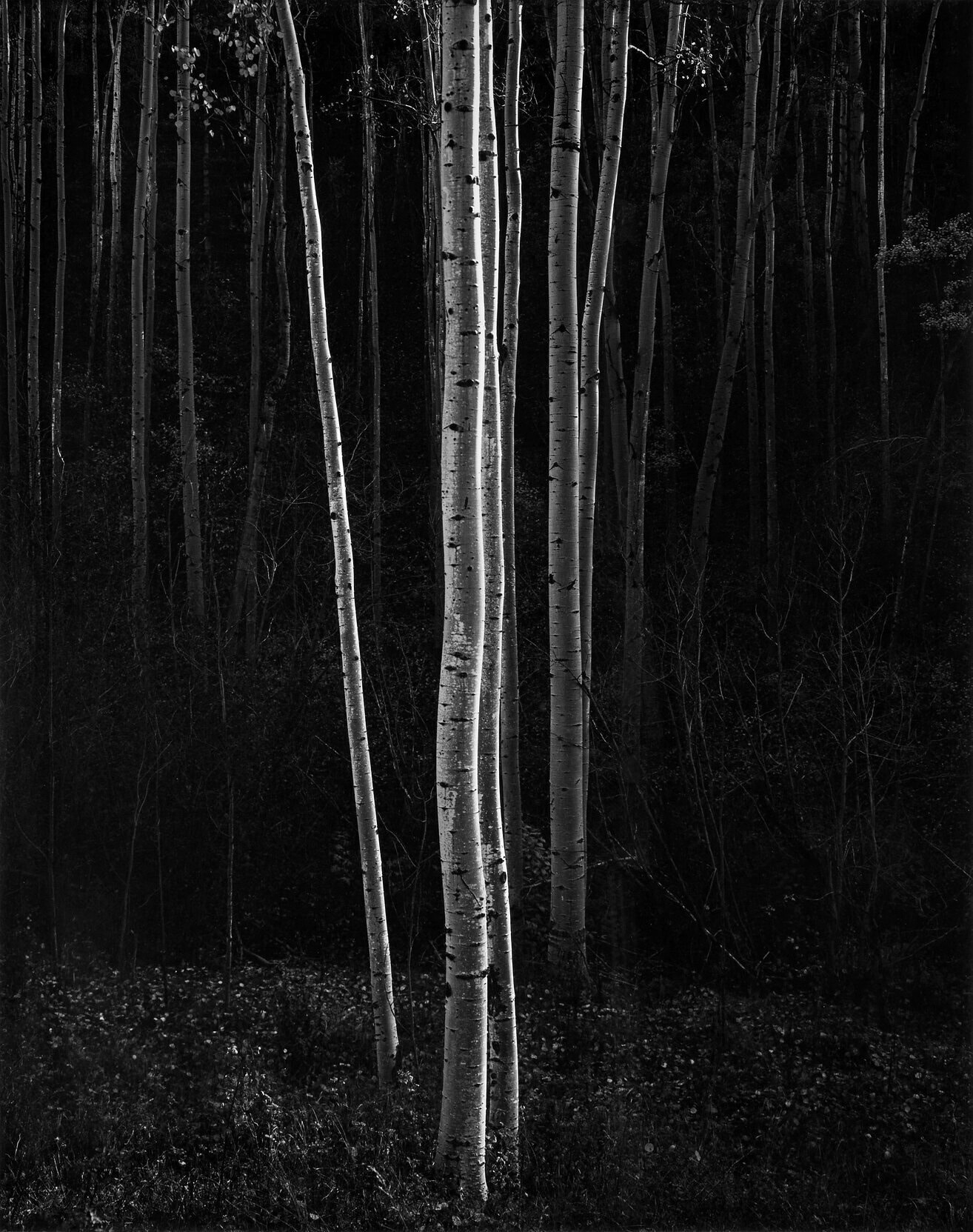 Ansel Adams photo