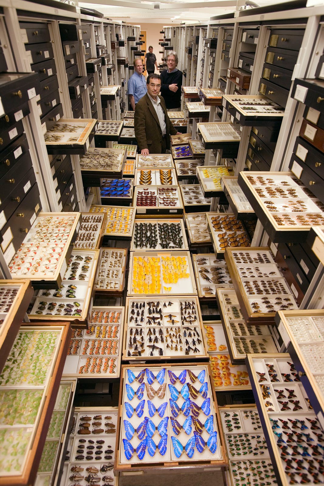 Entomology collections and staff in the collection’s storeroom, National Museum of Natural History. Museum geographers Hilary Geoghegan and Alison Hess write that storerooms are “shaped by the emotion attached to the objects they house.” A storeroom, they write, is “a lively space…exhibiting a magical, enchanted materiality.” This demonstrates that it is not only the collectors that are taken with their collections but the museum caretakers of such gifts as well. Deaccessioning parts of museum collections has recently come under scrutiny as these institutions try to remain afloat during hard times.?