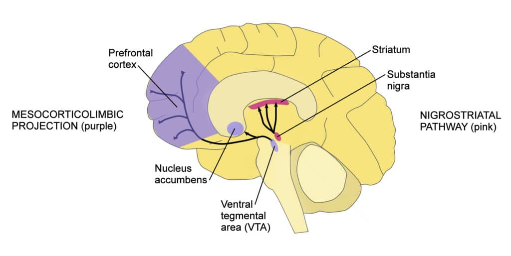 As you can see in this diagram, dopamine that’s used in the mesolimbic and mesocortical pathways (shown in purple) is produced in the ventral tegmental area (VTA). The dopamine is then projected to the nucleus accumbens (mesolimbic pathway) or the prefrontal cortex (mesocortical pathway).