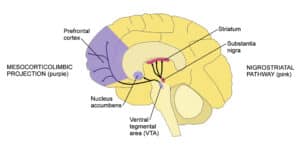 As you can see in this diagram, dopamine that’s used in the mesolimbic and mesocortical pathways (shown in purple) is produced in the ventral tegmental area (VTA). The dopamine is then projected to the nucleus accumbens (mesolimbic pathway) or the prefrontal cortex (mesocortical pathway).