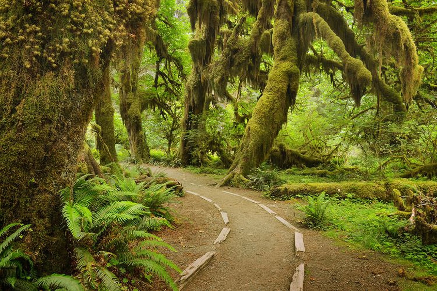 Hoh River Trail
