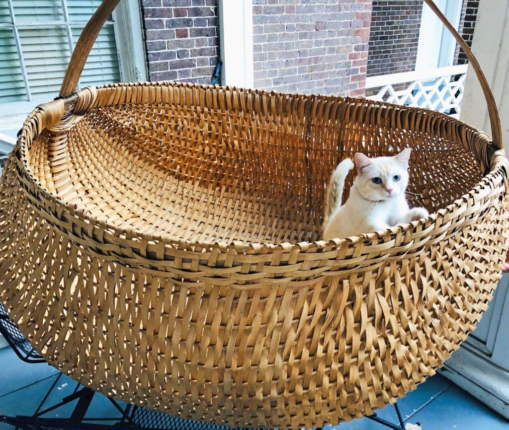Cat in Basket