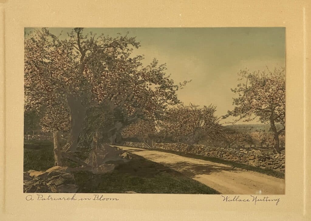 No unsightly road signs or telephone wires mar the view, as seen in “Patriarch in Bloom.”