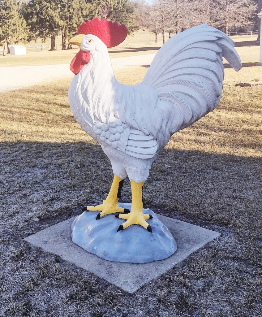 A five-foot metal rooster welcomes visitors to “Amy’s Coop,” near Chatfield, MN.