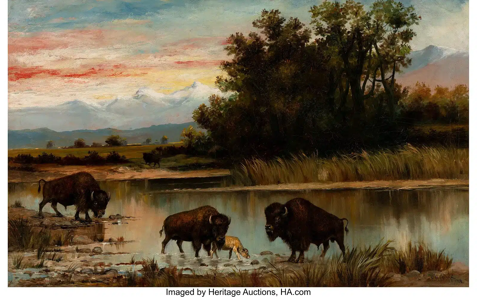 Buffalo by Henry Herman Cross