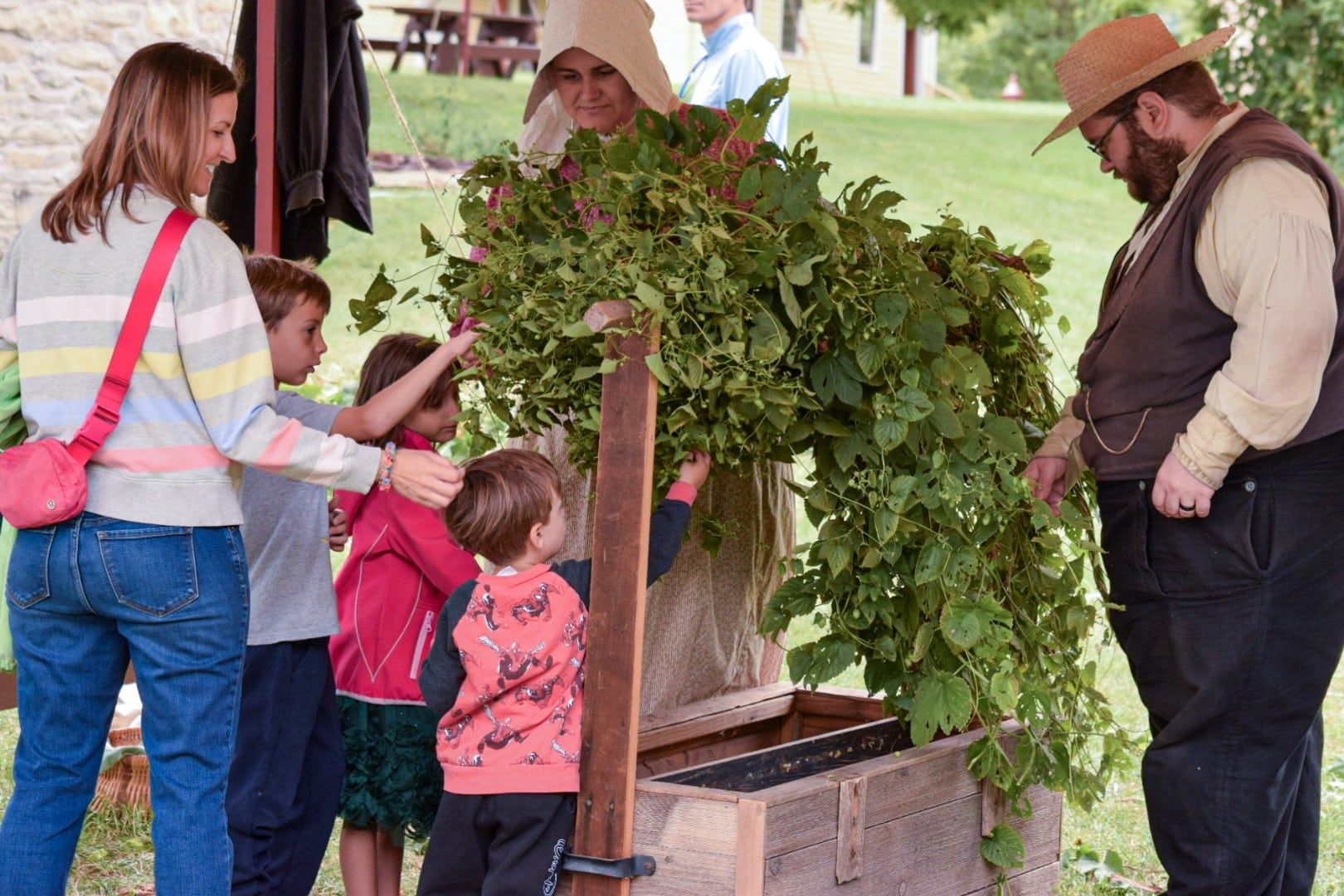 Photo 1   Hop Harvest
