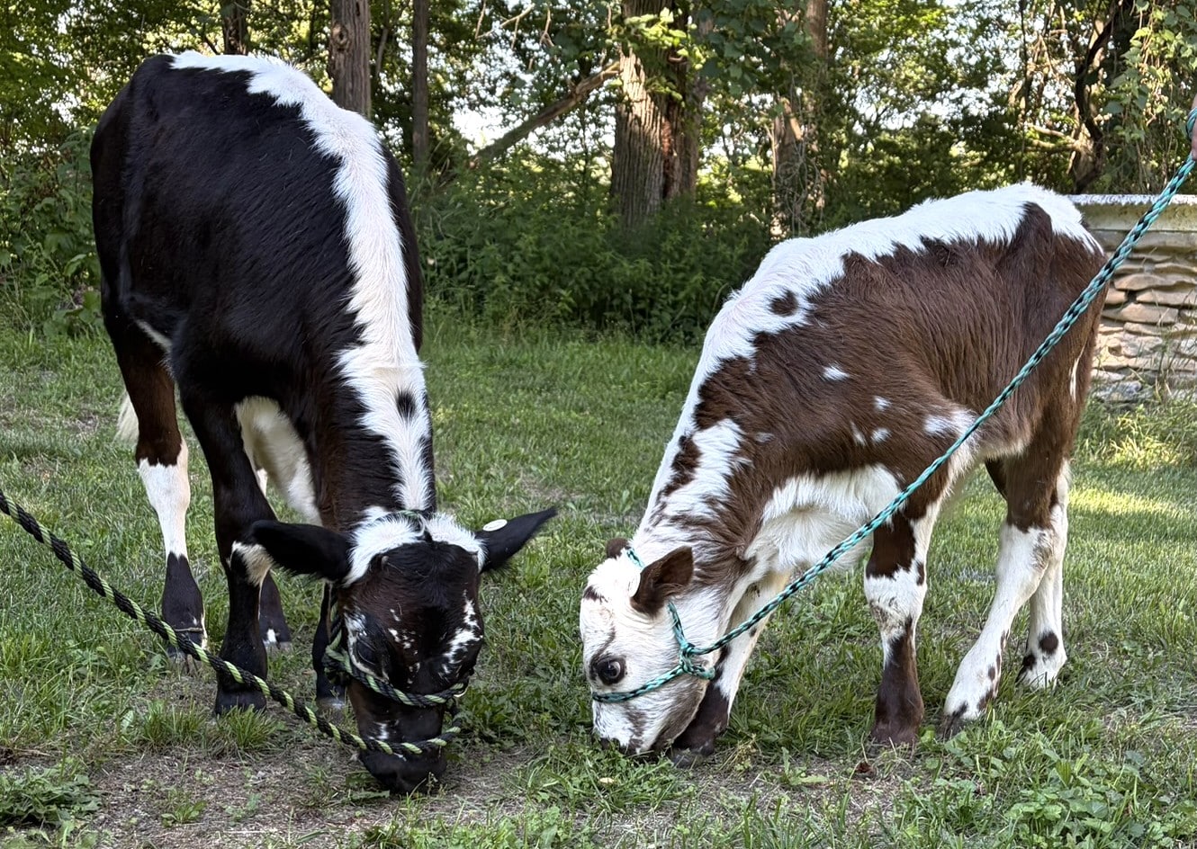 Photo 3   New Oxen