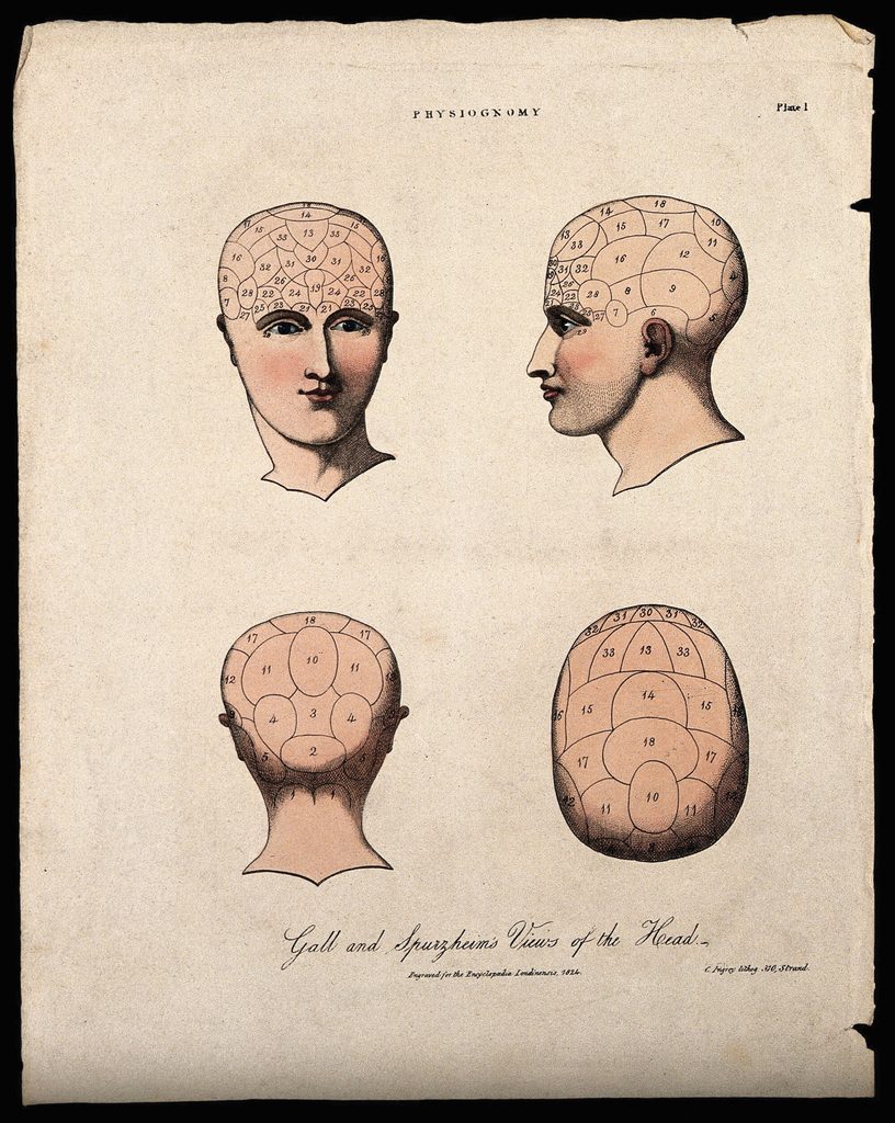 The human head divided copy